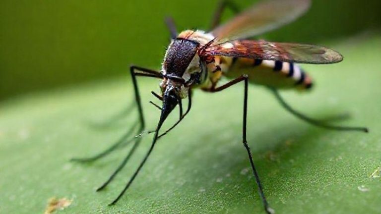 “Vacinação contra a Dengue: Brasil terá duas opções disponíveis”
(Palavras-chave utilizadas foram saúde e brasil)